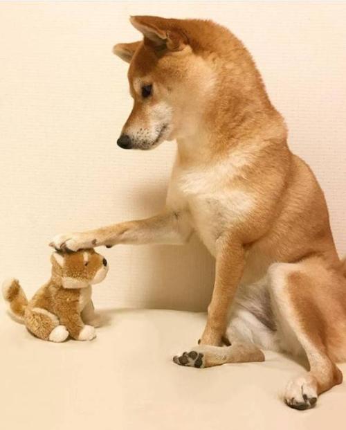 柴犬表情包