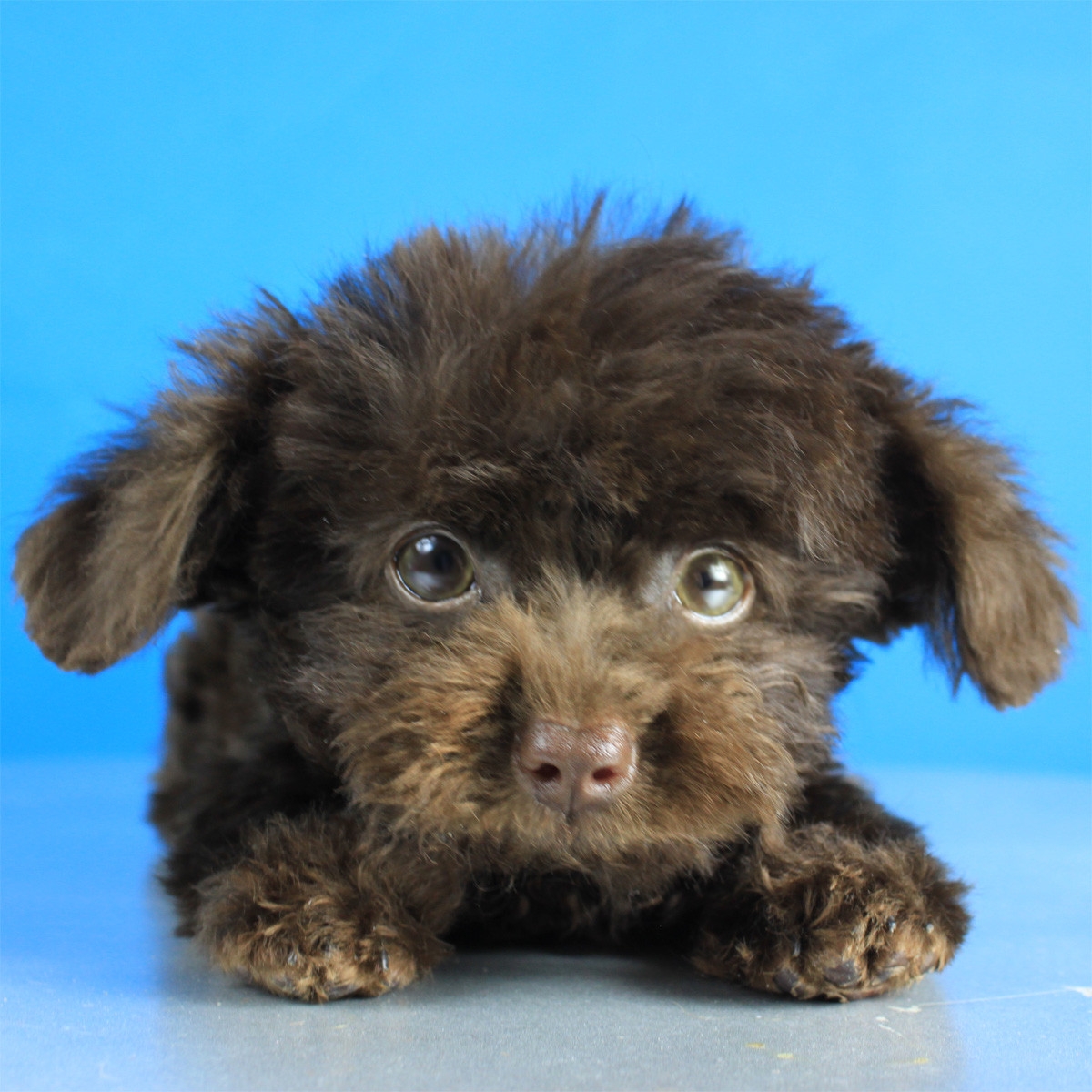 纯种泰迪犬幼犬狗狗出售 宠物泰迪犬可支付宝交易 泰迪/贵宾 /编号10048900 - 宝贝它