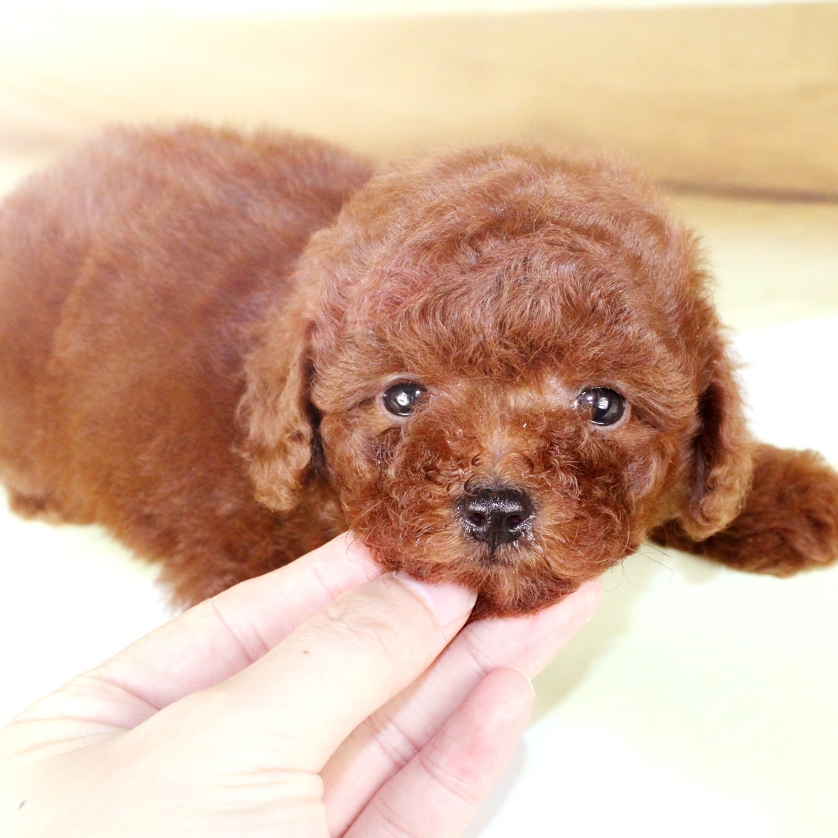 纯种泰迪犬幼犬狗狗出售 宠物泰迪犬可支付宝交易 泰迪/贵宾 /编号10023400 - 宝贝它