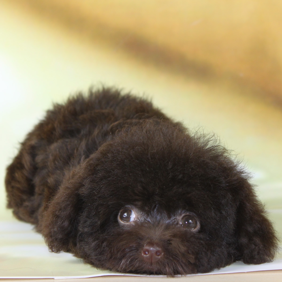 纯种泰迪犬幼犬狗狗出售 宠物泰迪犬可支付宝交易 泰迪/贵宾 /编号10024500 - 宝贝它