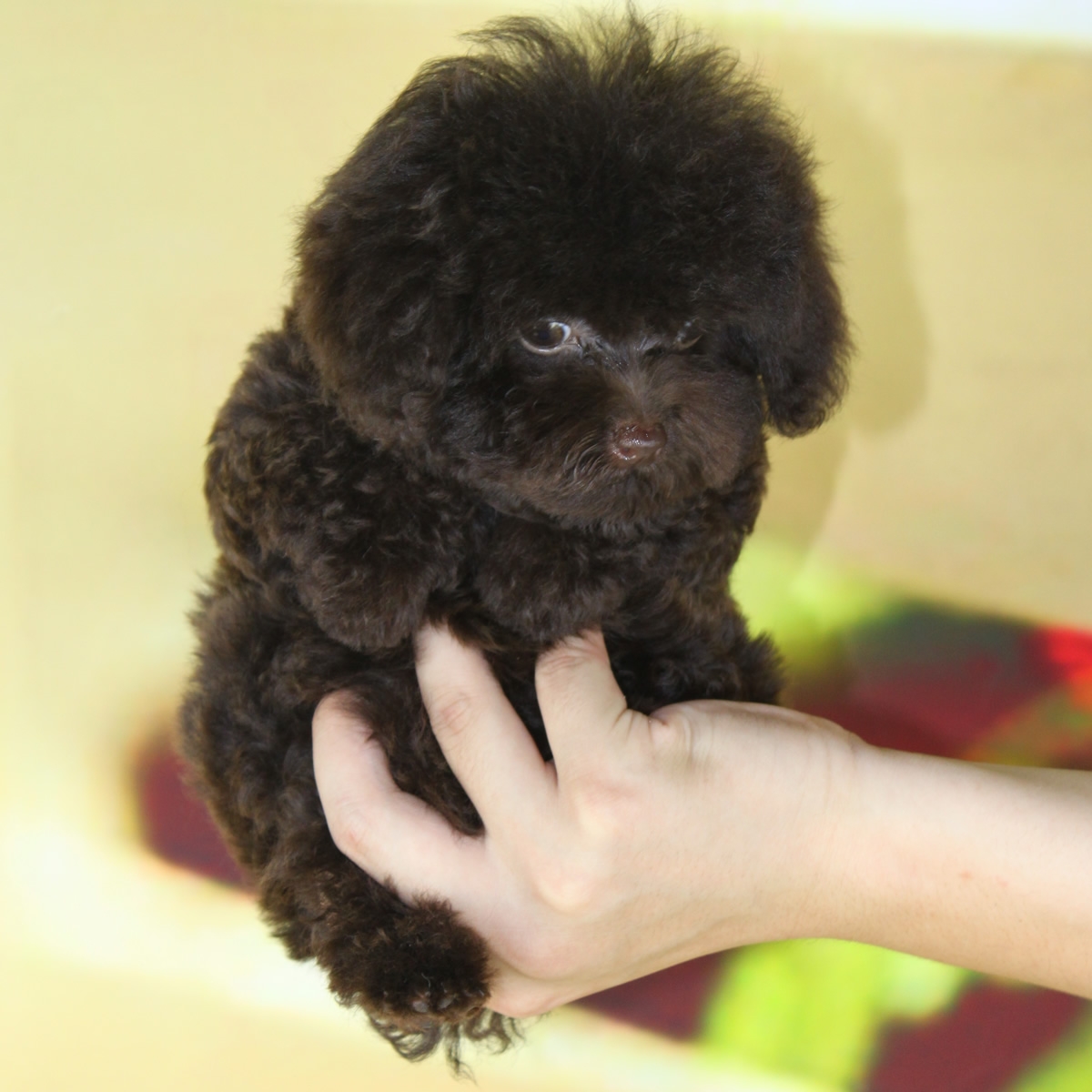 纯种泰迪犬幼犬狗狗出售 宠物泰迪犬可支付宝交易 泰迪/贵宾 /编号10023400 - 宝贝它