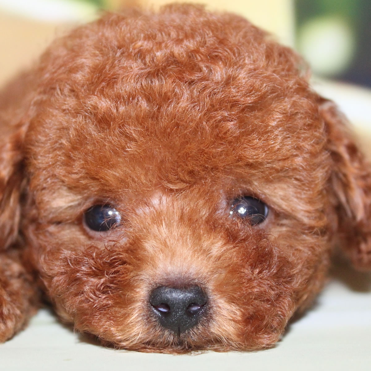 纯种泰迪犬幼犬狗狗出售 宠物泰迪犬可支付宝交易 泰迪/贵宾 /编号10088702 - 宝贝它