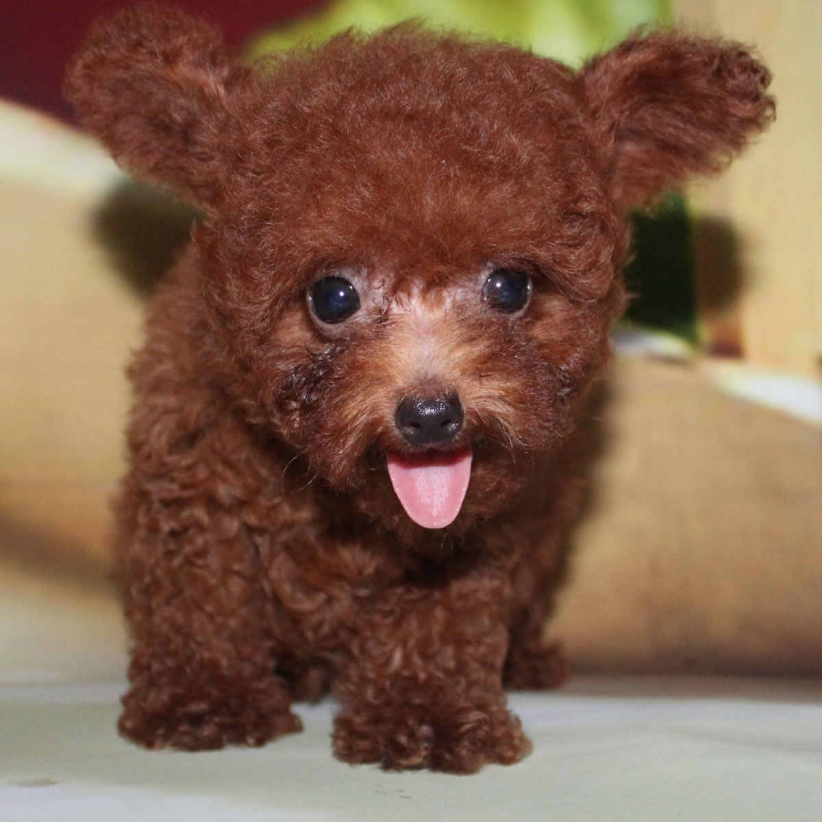 纯种泰迪犬幼犬狗狗出售 宠物泰迪犬可支付宝交易 泰迪/贵宾 /编号10100200 - 宝贝它