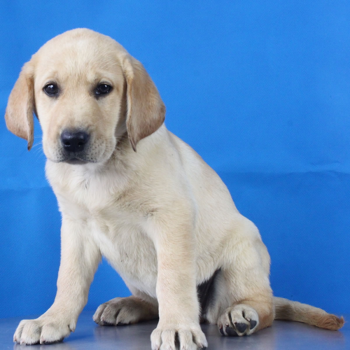 纯种拉布拉多犬幼犬狗狗出售 宠物拉布拉多犬可支付宝交易 拉布拉多犬 /编号10037500 - 宝贝它