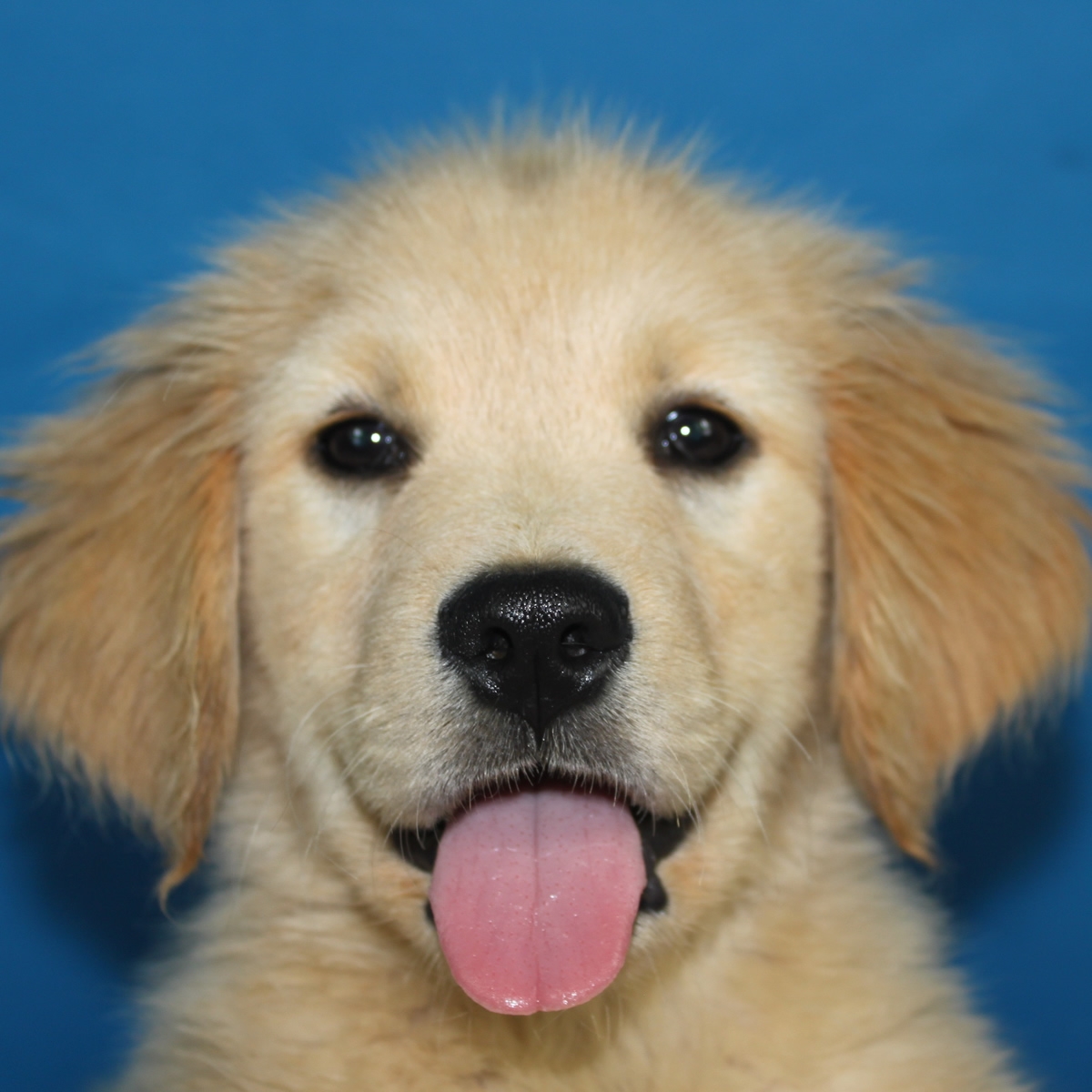 纯种金毛幼犬狗狗出售 宠物金毛犬可支付宝交易 金毛犬 /编号10080402 - 宝贝它