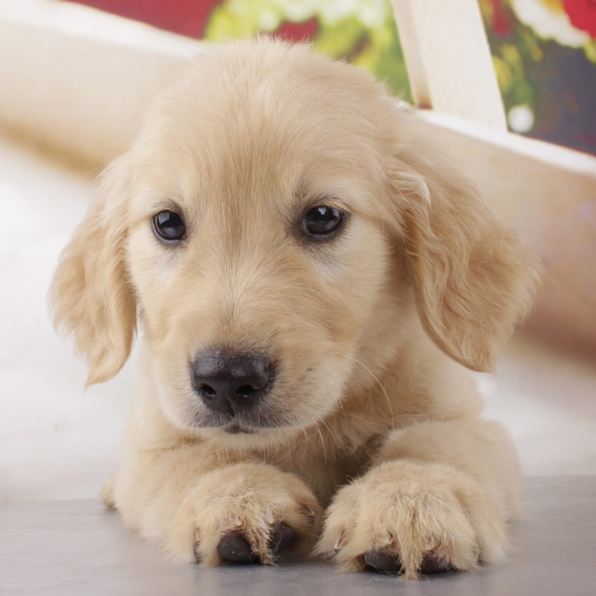 超萌的两只柯基犬幼犬高清壁纸大图-壁纸图片大全