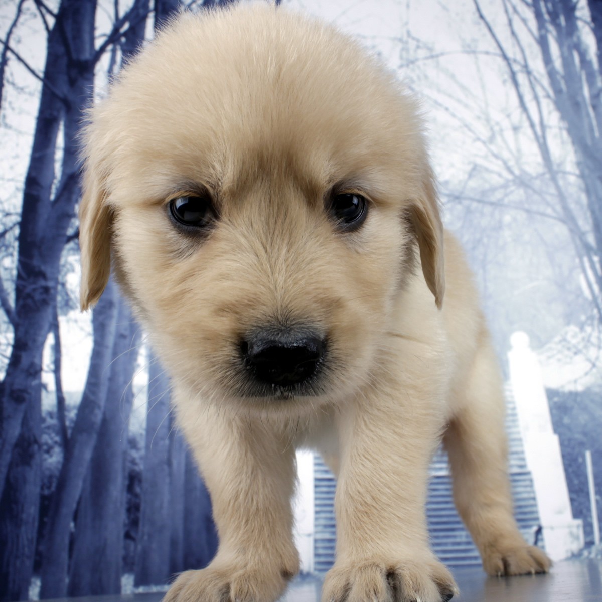 纯种金毛幼犬狗狗出售 宠物金毛犬可支付宝交易 金毛犬 /编号10098200 - 宝贝它