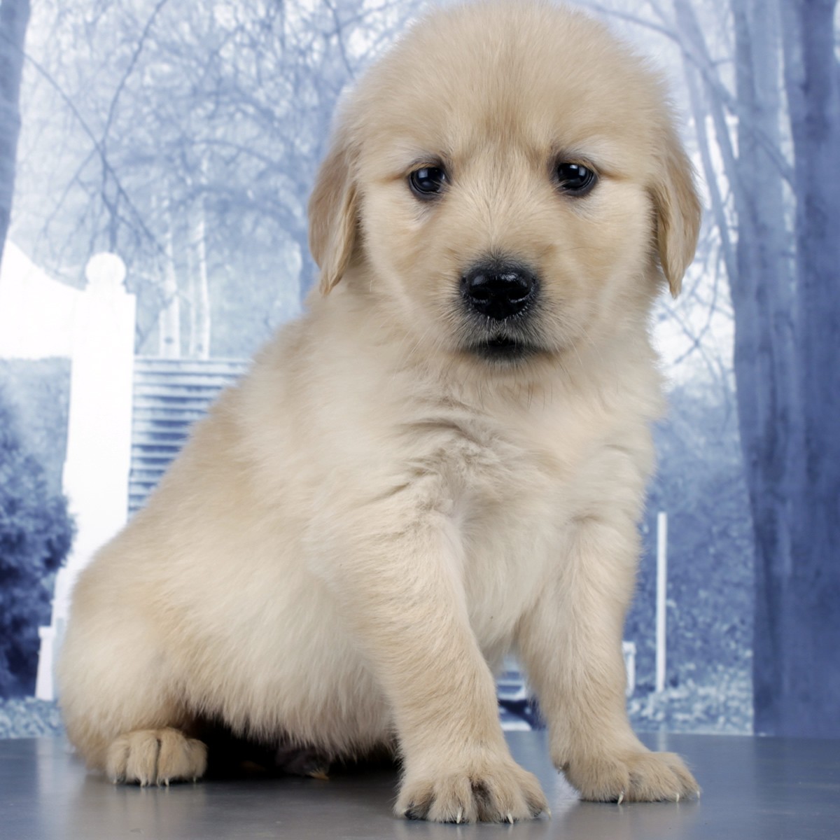 纯种金毛幼犬狗狗出售 宠物金毛犬可支付宝交易【宝贝它】 金毛犬 /编号10115802 - 宝贝它