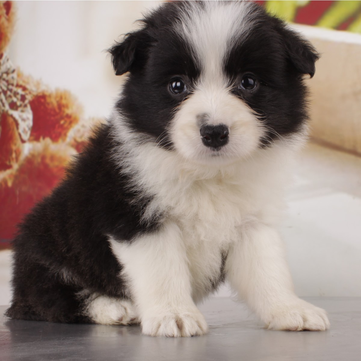 纯种边境牧羊犬幼犬狗狗出售 宠物边境牧羊犬可支付宝交易 / 母mm