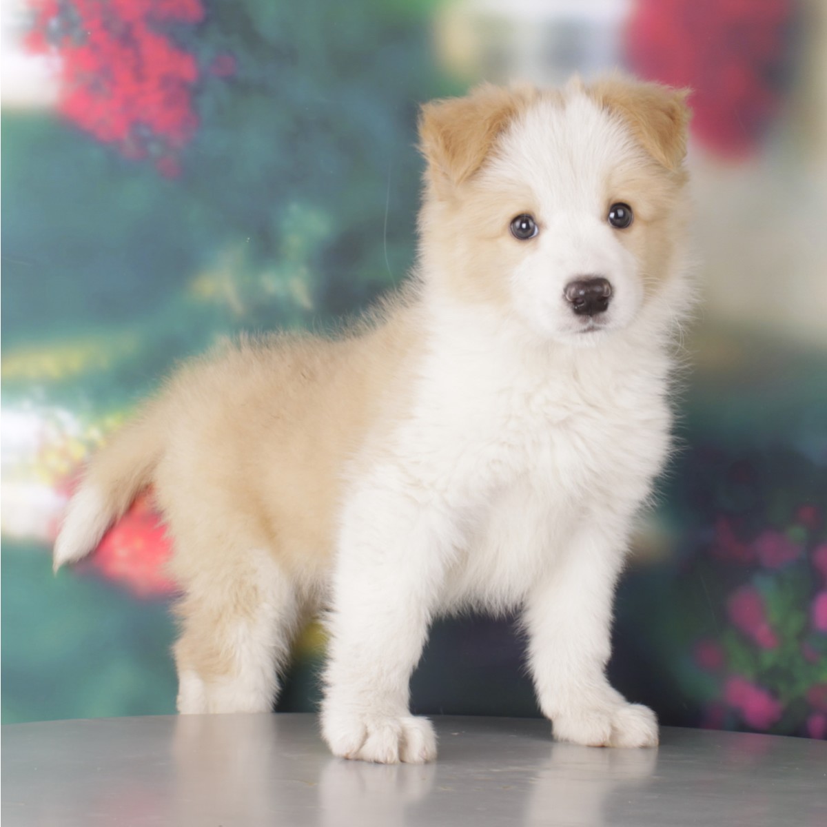 纯种边境牧羊犬幼犬狗狗出售 宠物边境牧羊犬可支付宝
