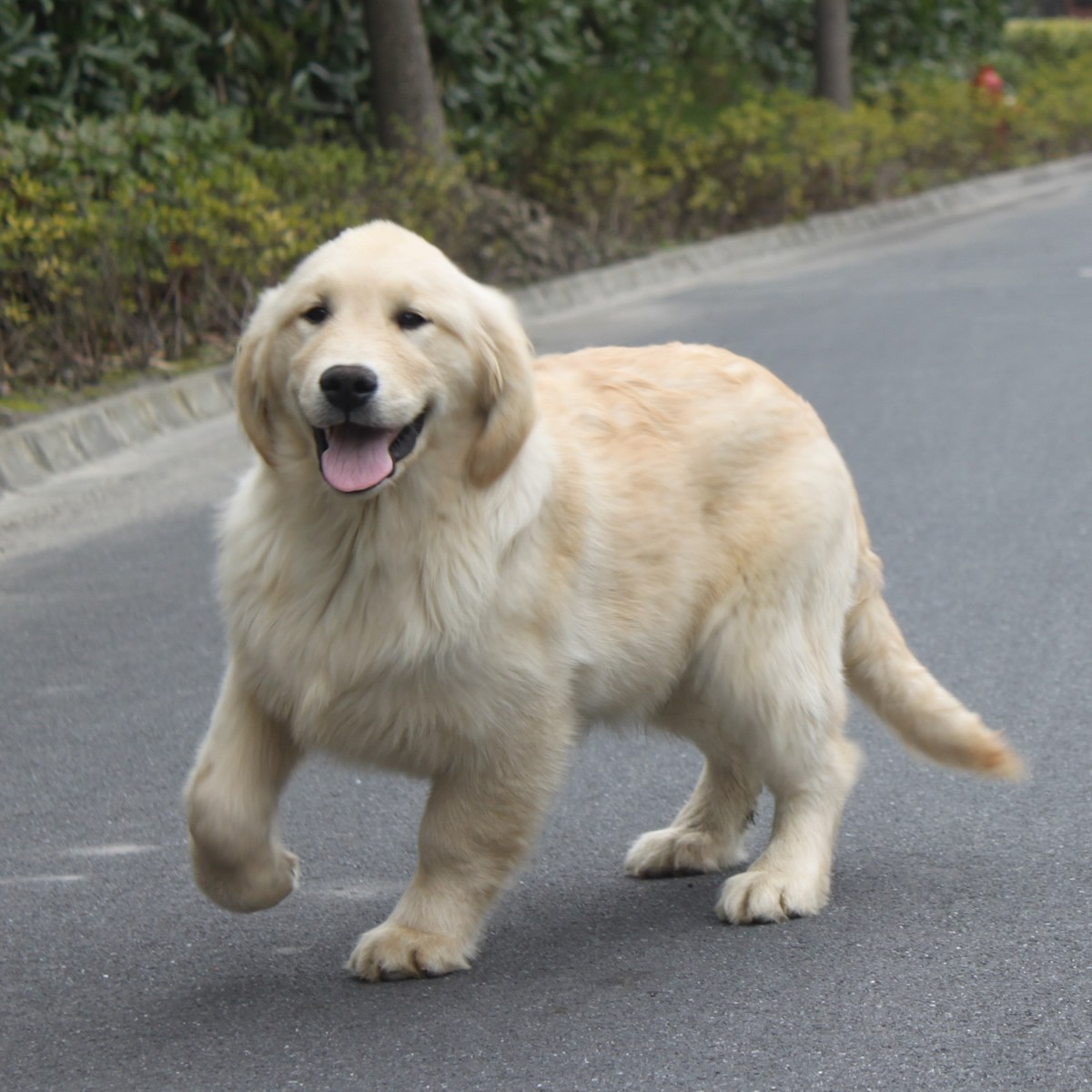 双血统金毛 赛级金毛幼犬 好金毛犬_景德镇金毛 _狗铺子