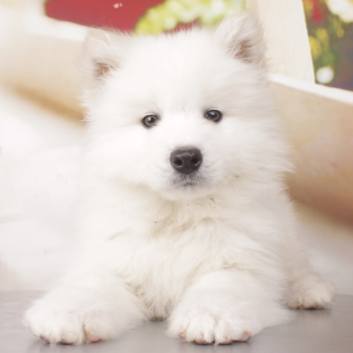 纯种萨摩耶犬幼犬狗狗出售 宠物萨摩耶犬可支付宝交易 萨摩耶犬 /编号10087400 - 宝贝它
