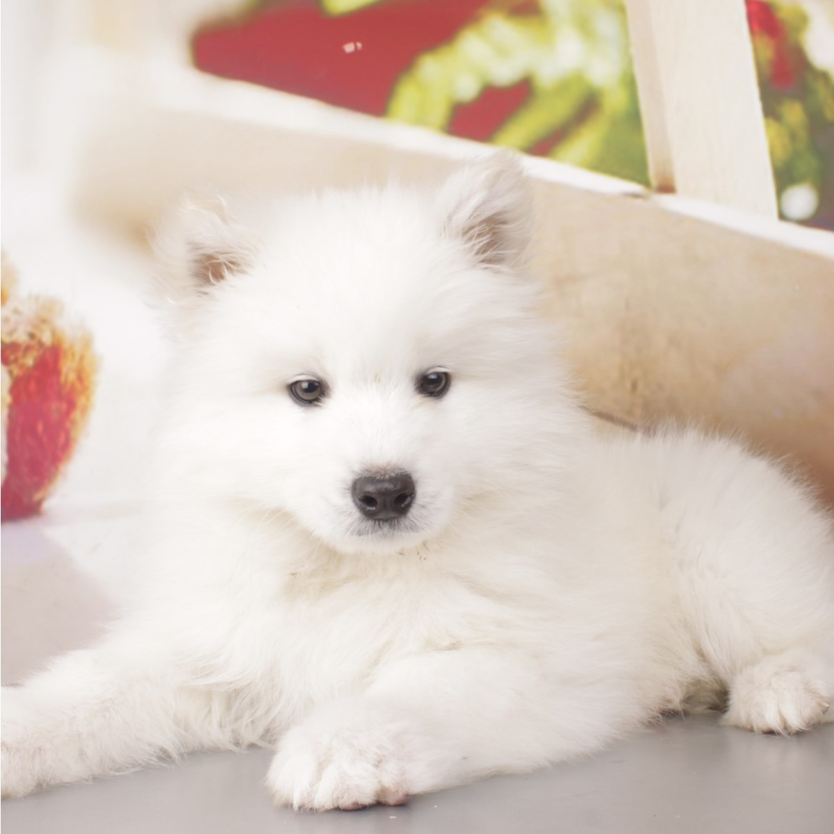 纯种萨摩耶犬幼犬狗狗出售 宠物萨摩耶犬可支付宝交易 萨摩耶犬 /编号10109201 - 宝贝它