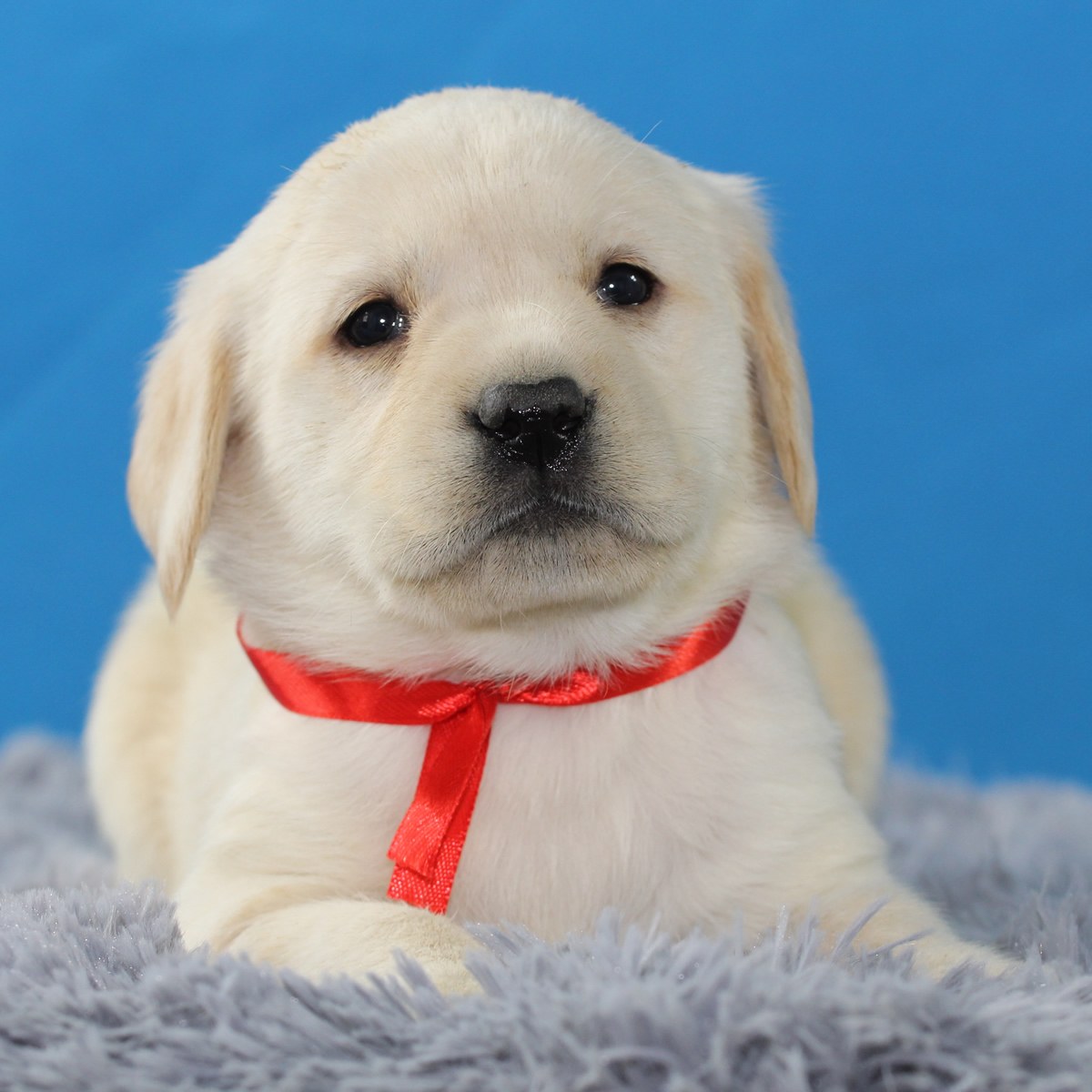纯种拉布拉多犬幼犬狗狗出售 宠物拉布拉多犬可支付宝交易 拉布拉多犬 /编号10042400 - 宝贝它