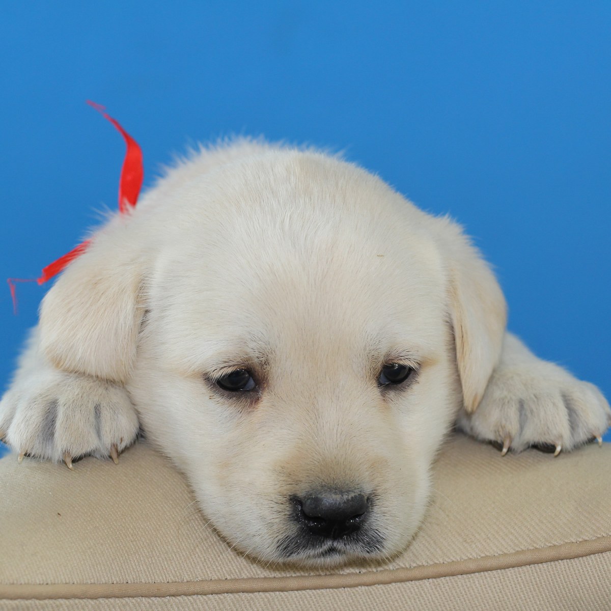 纯种拉布拉多犬幼犬狗狗出售 宠物拉布拉多犬可支付宝交易 拉布拉多犬 /编号10082602 - 宝贝它