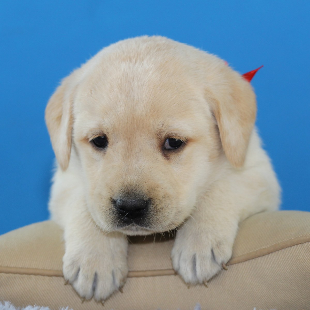 纯种拉布拉多犬幼犬狗狗出售 宠物拉布拉多犬可支付宝交易 拉布拉多犬 /编号10068400 - 宝贝它