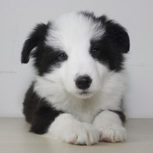 狗狗几岁生宝宝好 small_ecbdf896bc8748cb9d0512c6a0e0dbb9.jpg