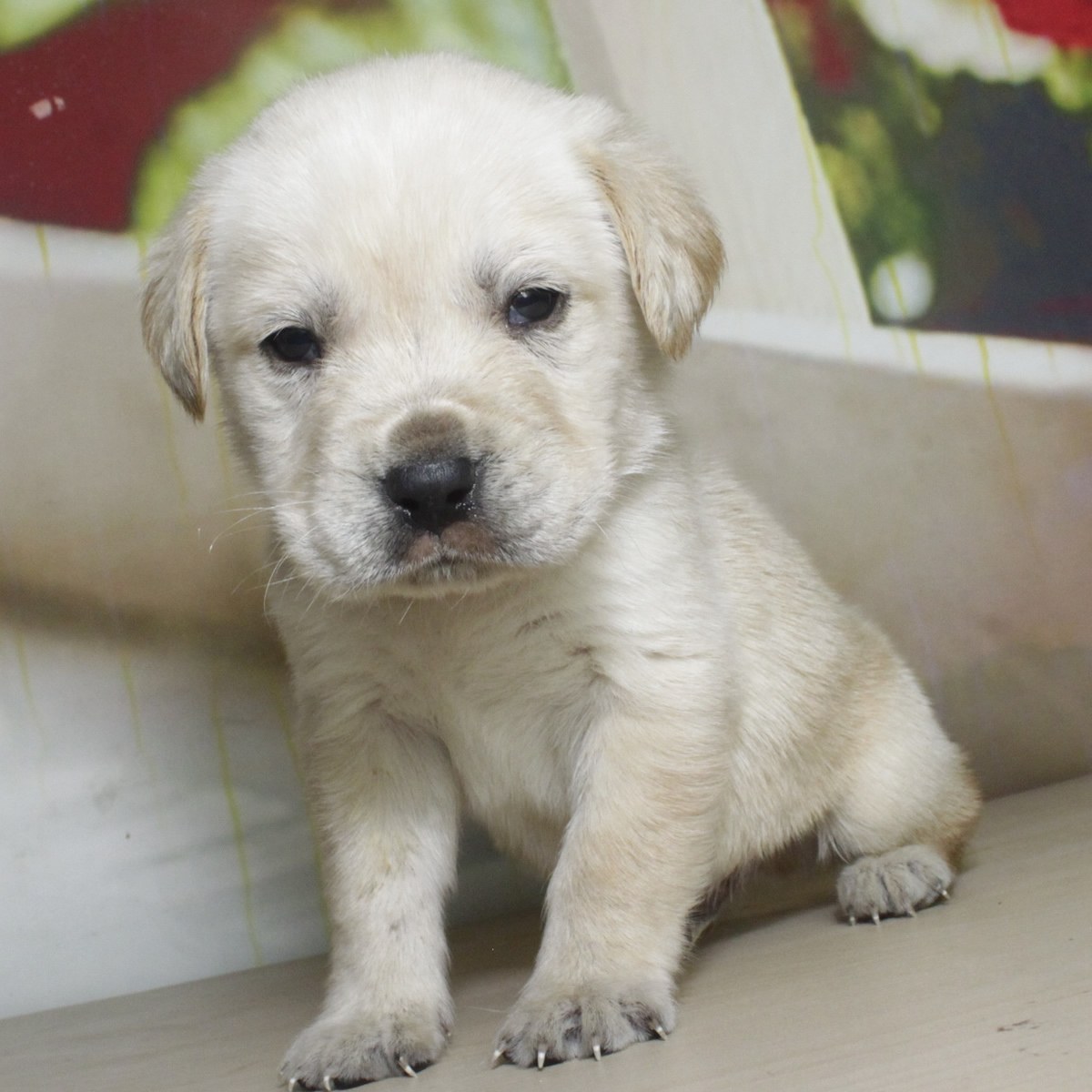 纯种拉布拉多犬幼犬狗狗出售 宠物拉布拉多犬可支付宝交易 拉布拉多犬 /编号10050900 - 宝贝它