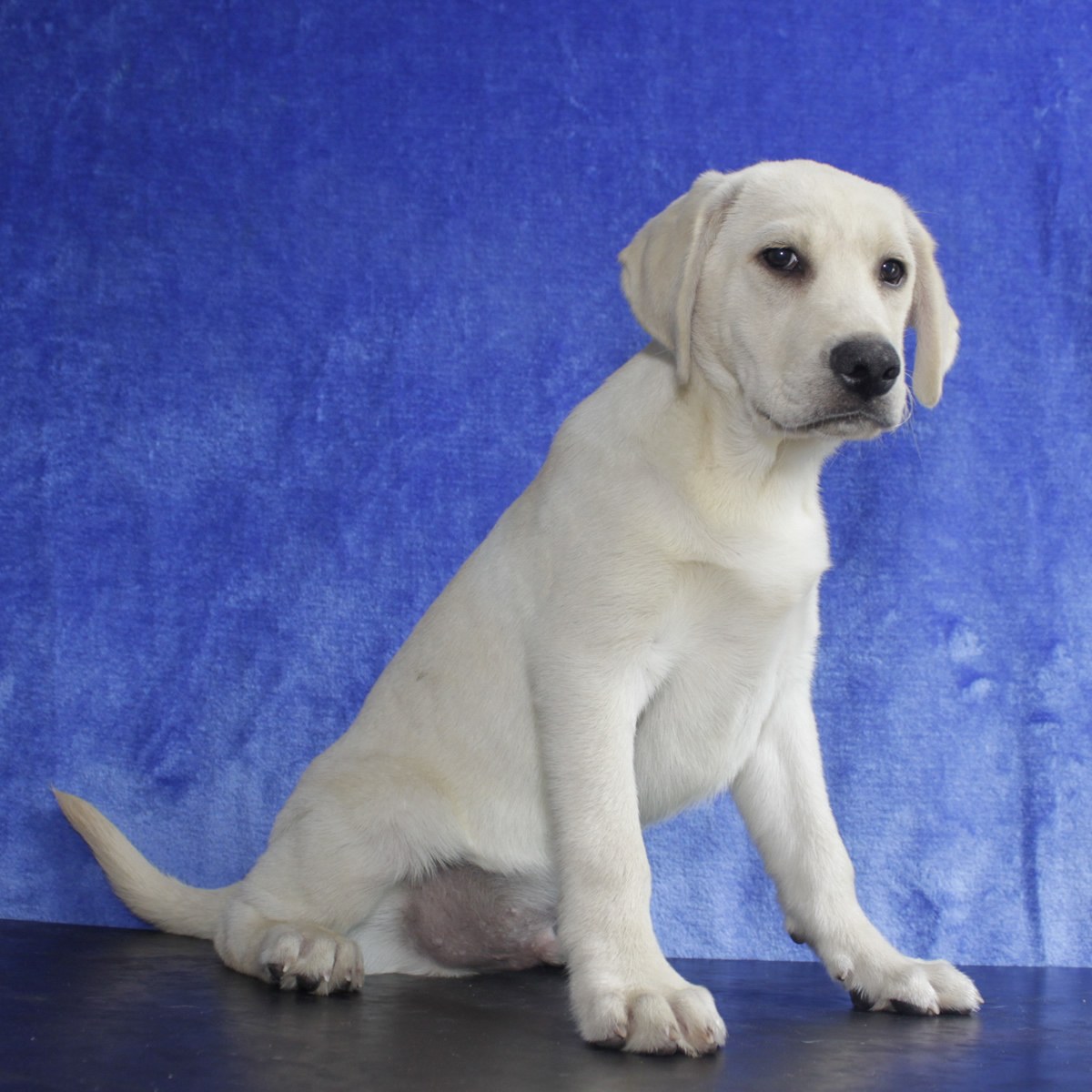 纯种拉布拉多犬幼犬狗狗出售 宠物拉布拉多犬可支付宝交易 拉布拉多犬 /编号10082306 - 宝贝它