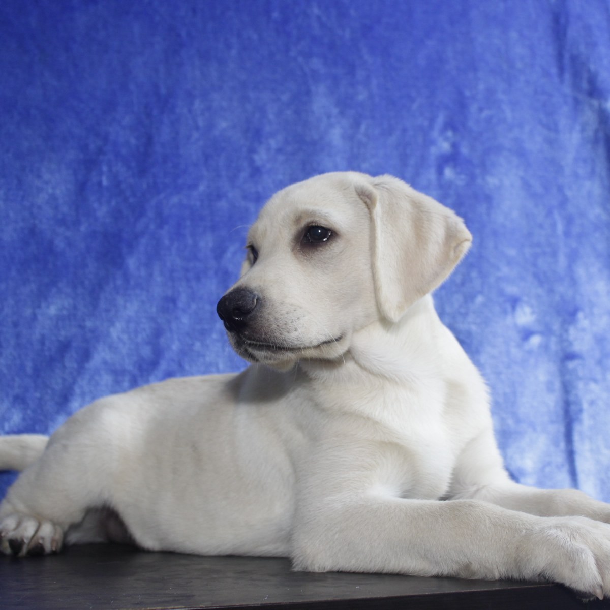 纯种拉布拉多犬幼犬狗狗出售 宠物拉布拉多犬可支付宝交易 拉布拉多犬 /编号10082300 - 宝贝它