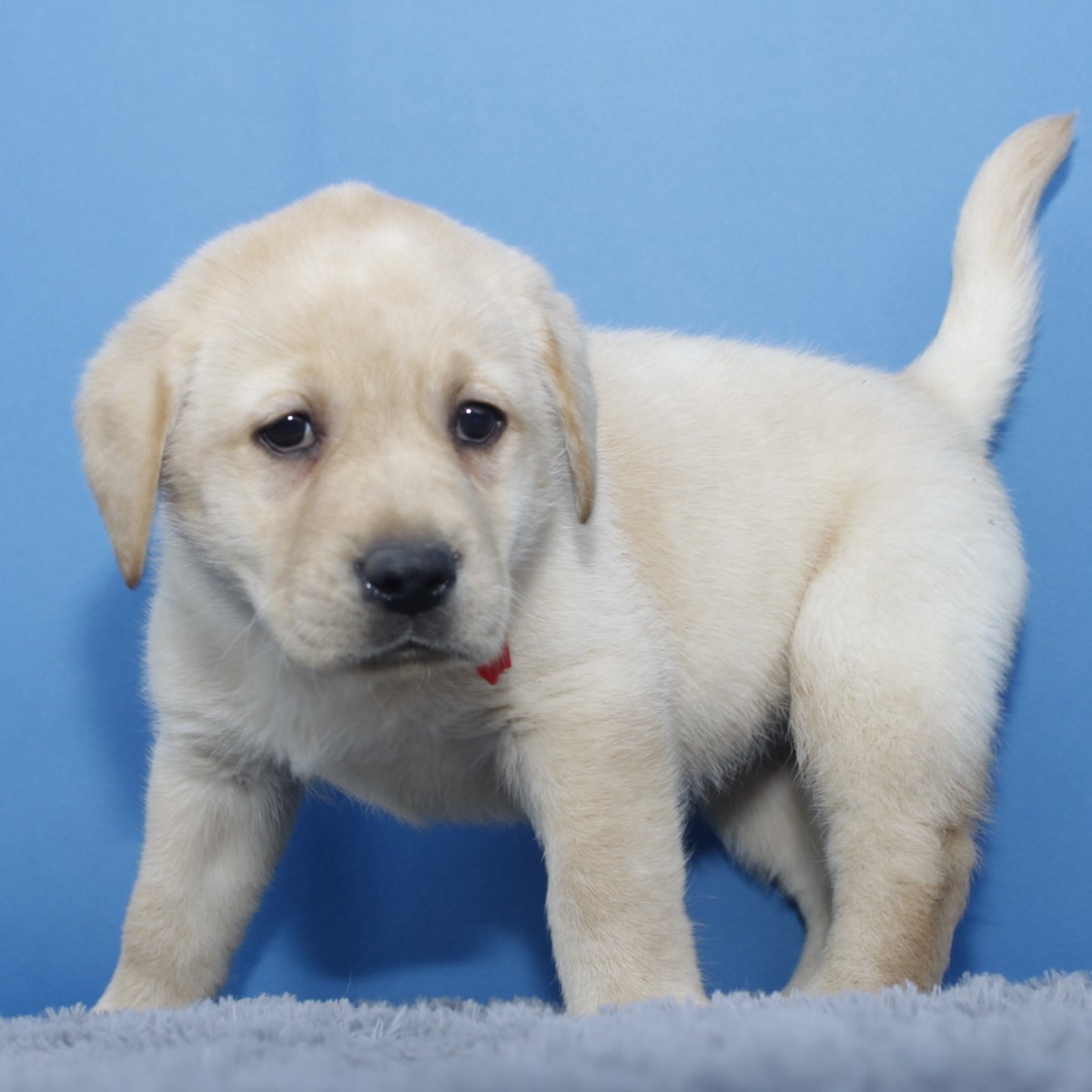 纯种拉布拉多犬幼犬狗狗出售宠物拉布拉多犬可支付宝交易母mm生日0318
