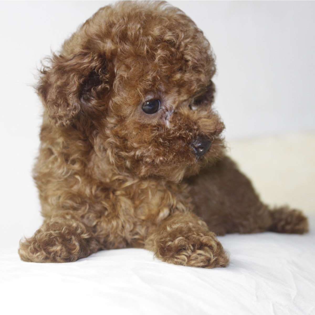 纯种泰迪犬幼犬狗狗出售 宠物泰迪犬可支付宝交易 泰迪/贵宾 /编号10097900 - 宝贝它
