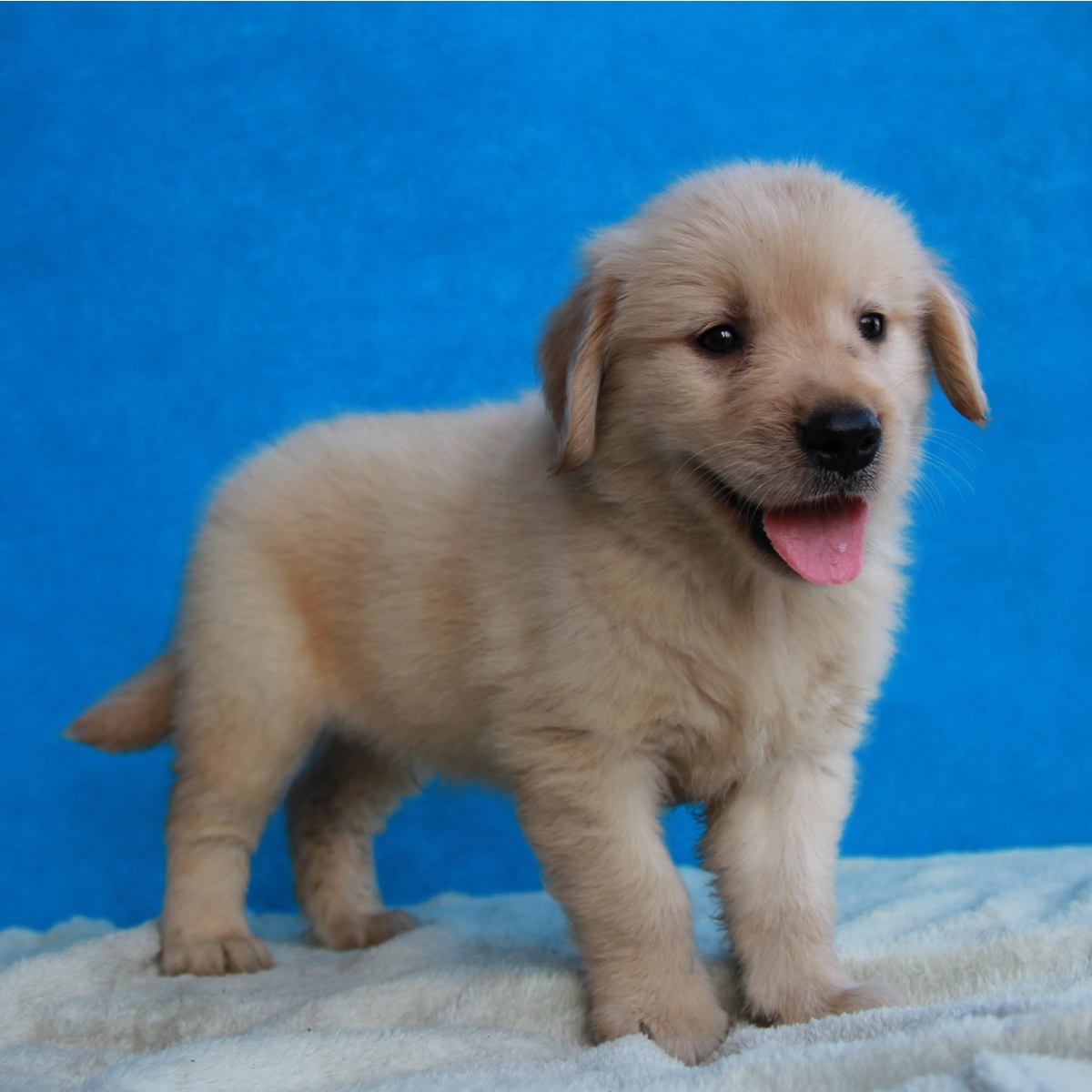 纯种金毛幼犬狗狗出售 宠物金毛犬可支付宝交易 金毛犬 /编号10082704 - 宝贝它