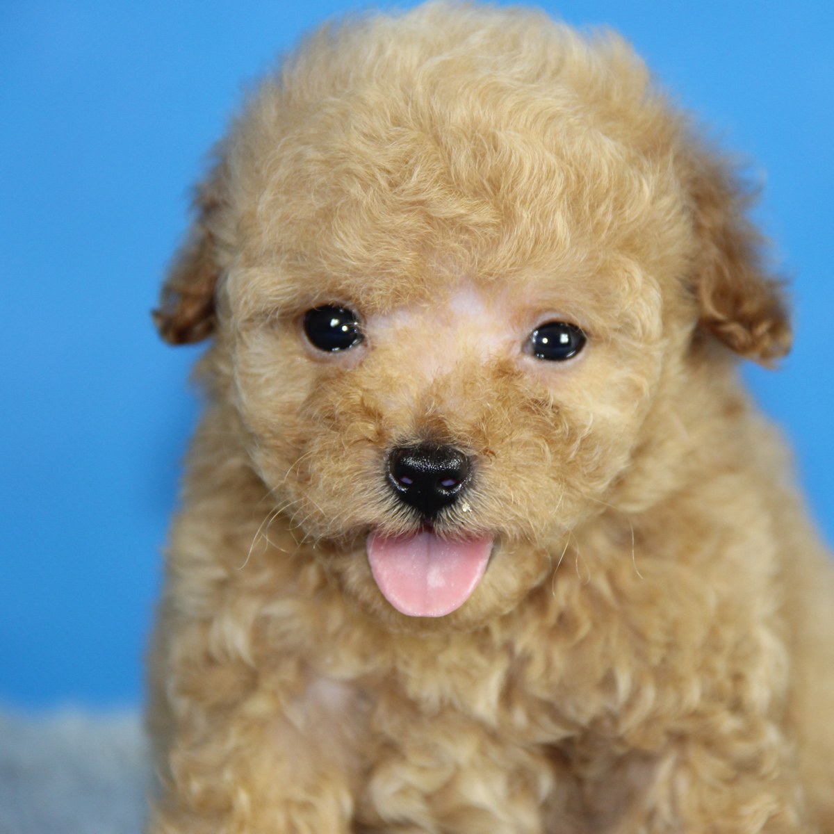 灰色茶杯泰迪犬_茶杯泰迪犬生活照_泰迪犬茶杯萌图-泡手机图片