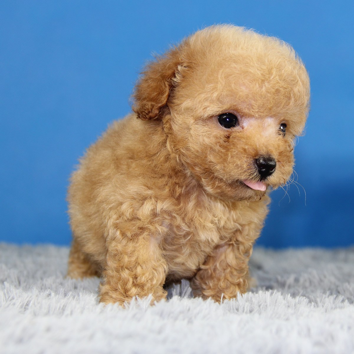 纯种泰迪犬幼犬狗狗出售 宠物泰迪犬可支付宝交易 泰迪/贵宾 /编号10023400 - 宝贝它