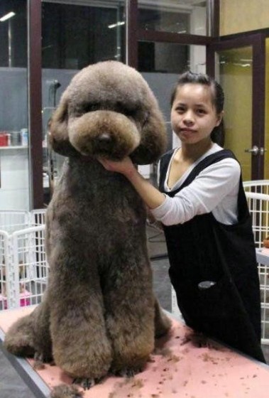 这就是传说中的巨贵呀，好壮观，我家小泰迪能长这么大么。。。