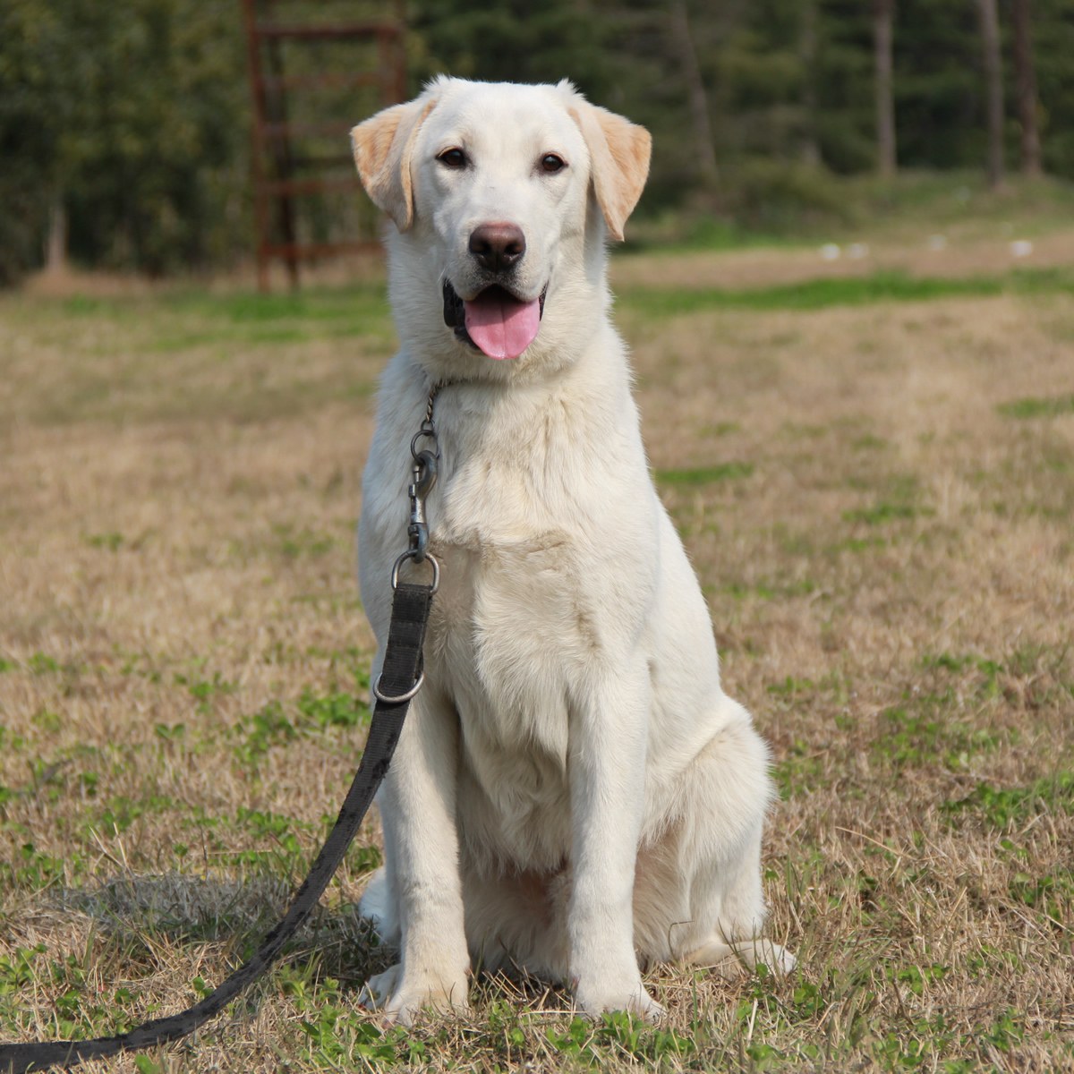 纯种拉布拉多犬幼犬狗狗出售 宠物拉布拉多犬可支付宝交易 拉布拉多犬 /编号10027200 - 宝贝它