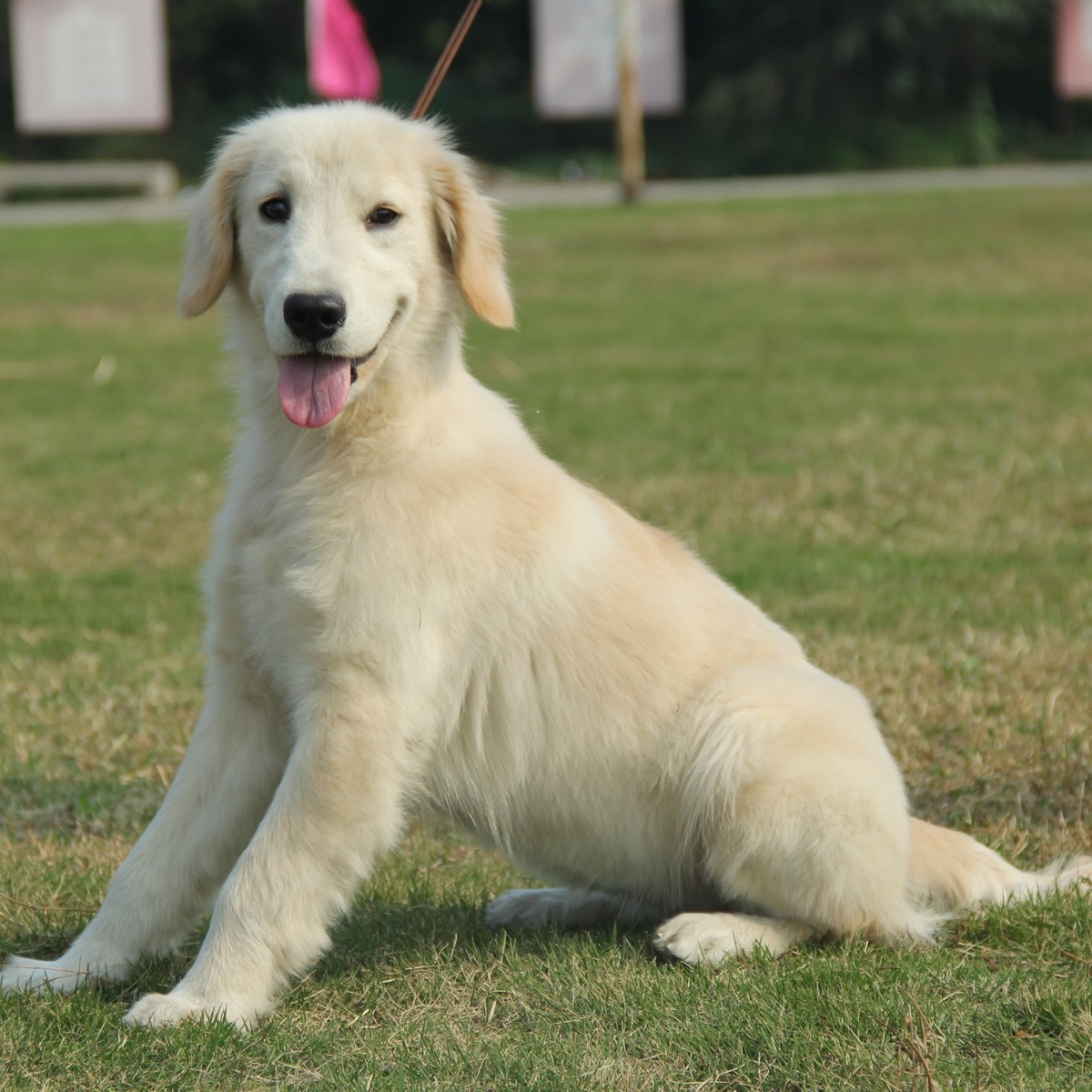 纯种金毛幼犬狗狗出售 宠物金毛犬可支付宝交易 金毛犬 /编号10080402 - 宝贝它