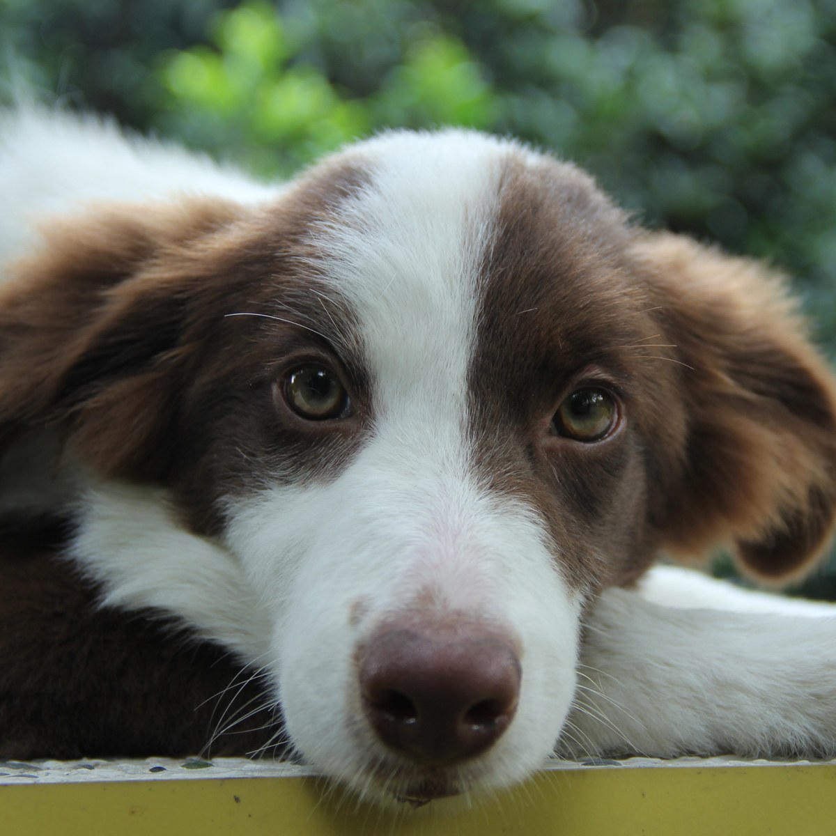 纯种边境牧羊犬幼犬狗狗出售 宠物边境牧羊犬可支付宝交易 边境牧羊犬 /编号10047900 - 宝贝它