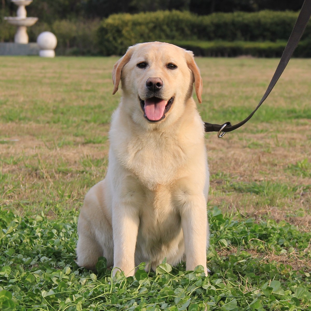 纯种拉布拉多犬幼犬狗狗出售 宠物拉布拉多犬可支付宝交易 拉布拉多犬 /编号10068400 - 宝贝它