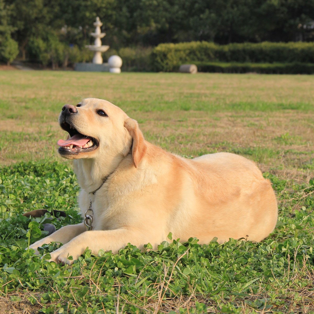 纯种拉布拉多犬幼犬狗狗出售 宠物拉布拉多犬可支付宝交易 拉布拉多犬 /编号10042300 - 宝贝它