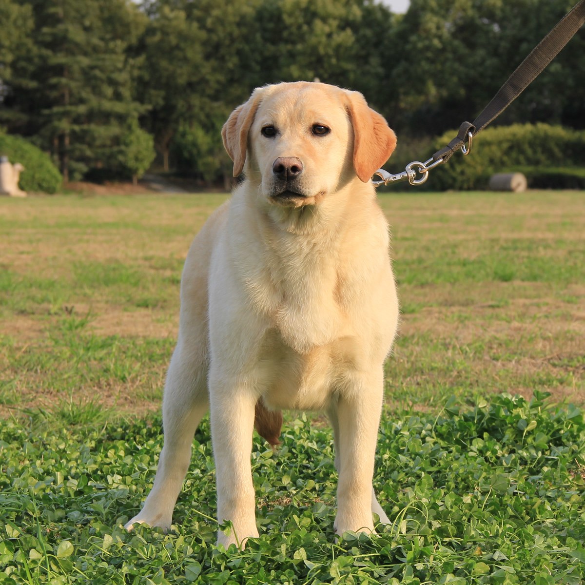 纯种拉布拉多犬幼犬狗狗出售 宠物拉布拉多犬可支付宝交易 拉布拉多犬 /编号10082602 - 宝贝它