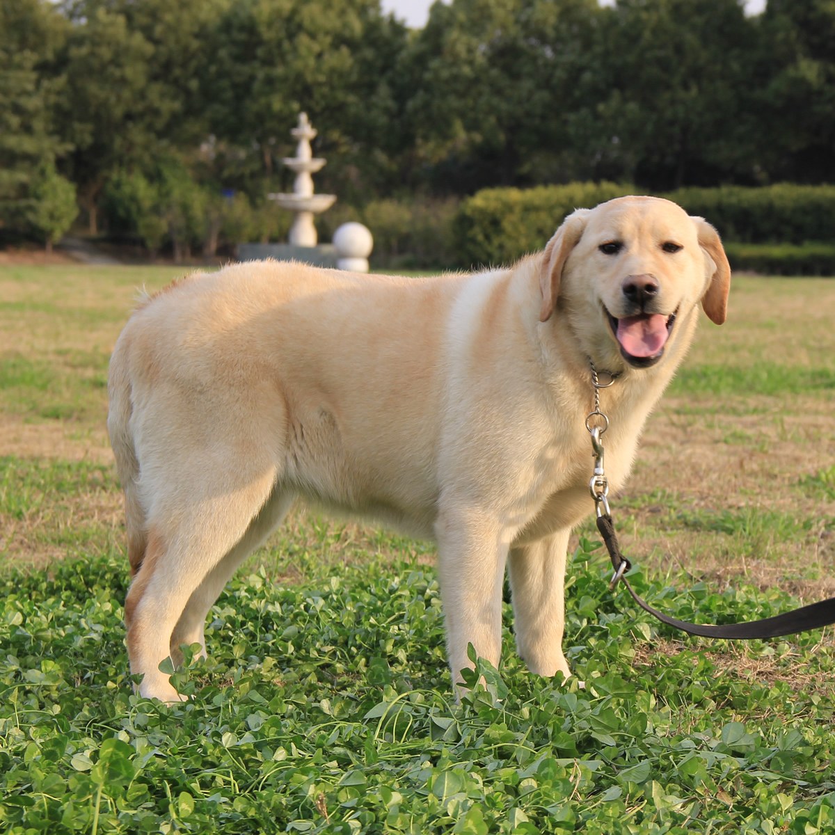 纯种拉布拉多犬幼犬狗狗出售 宠物拉布拉多犬可支付宝交易 拉布拉多犬 /编号10107000 - 宝贝它