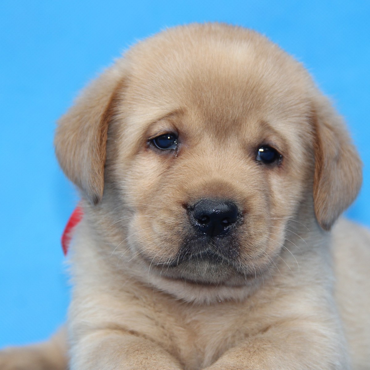 纯种金毛幼犬狗狗出售 宠物金毛犬可支付宝交易 金毛犬 /编号10060600 - 宝贝它