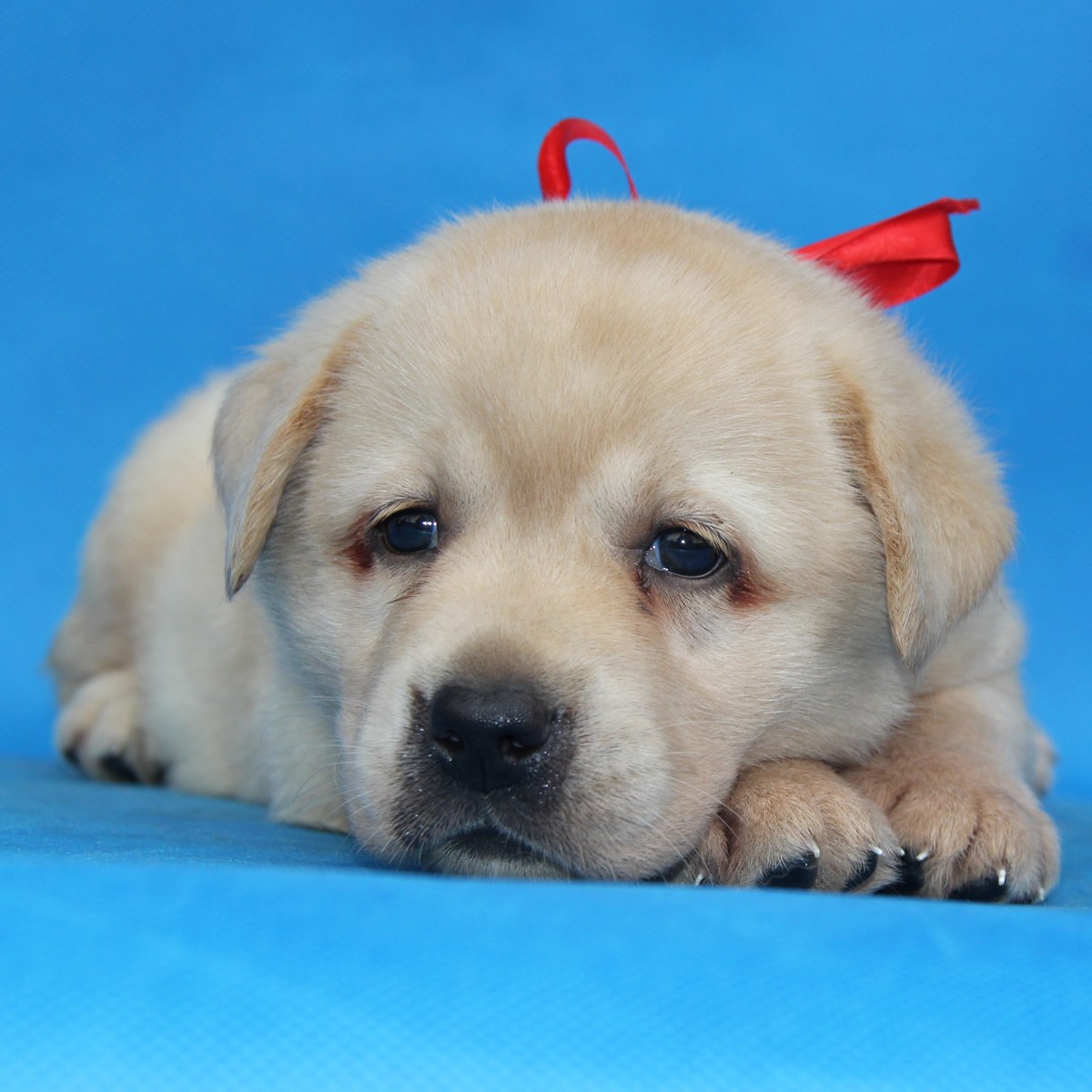 纯种拉布拉多犬幼犬狗狗出售 宠物拉布拉多犬可支付宝交易 拉布拉多犬 /编号10082304 - 宝贝它