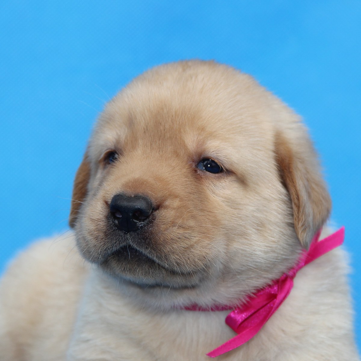 纯种拉布拉多犬幼犬狗狗出售 宠物拉布拉多犬可支付宝交易 拉布拉多犬 /编号10088201 - 宝贝它