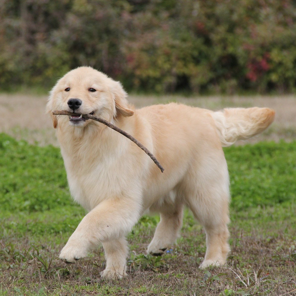 纯种金毛幼犬狗狗出售 宠物金毛犬可支付宝交易 金毛犬 /编号10080401 - 宝贝它