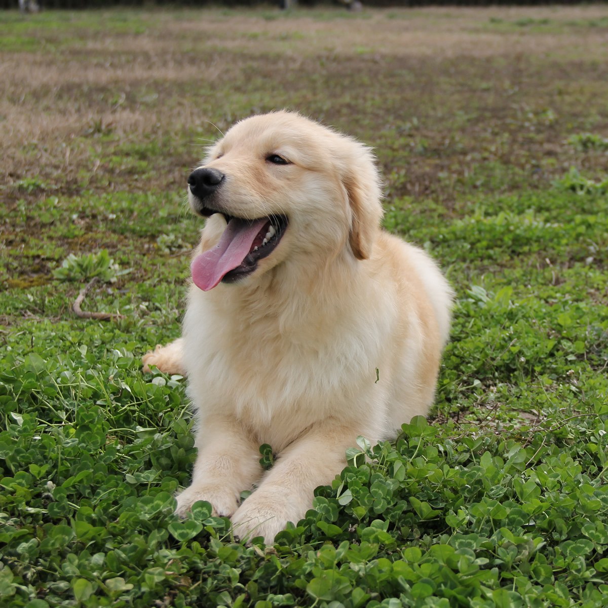 纯种金毛幼犬狗狗出售 宠物金毛犬可支付宝交易 金毛犬 /编号10088104 - 宝贝它