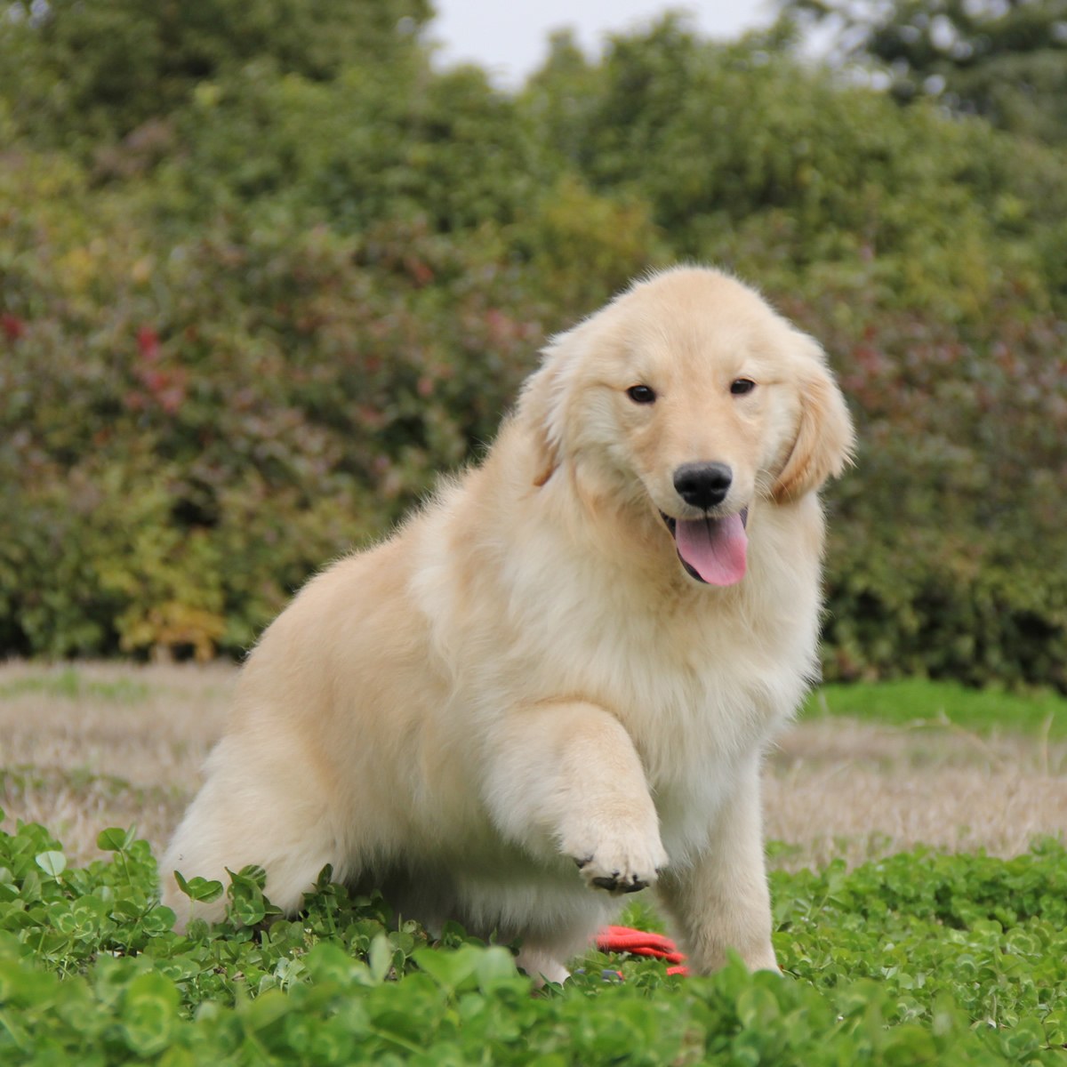 金毛犬有多少种颜色_百度知道