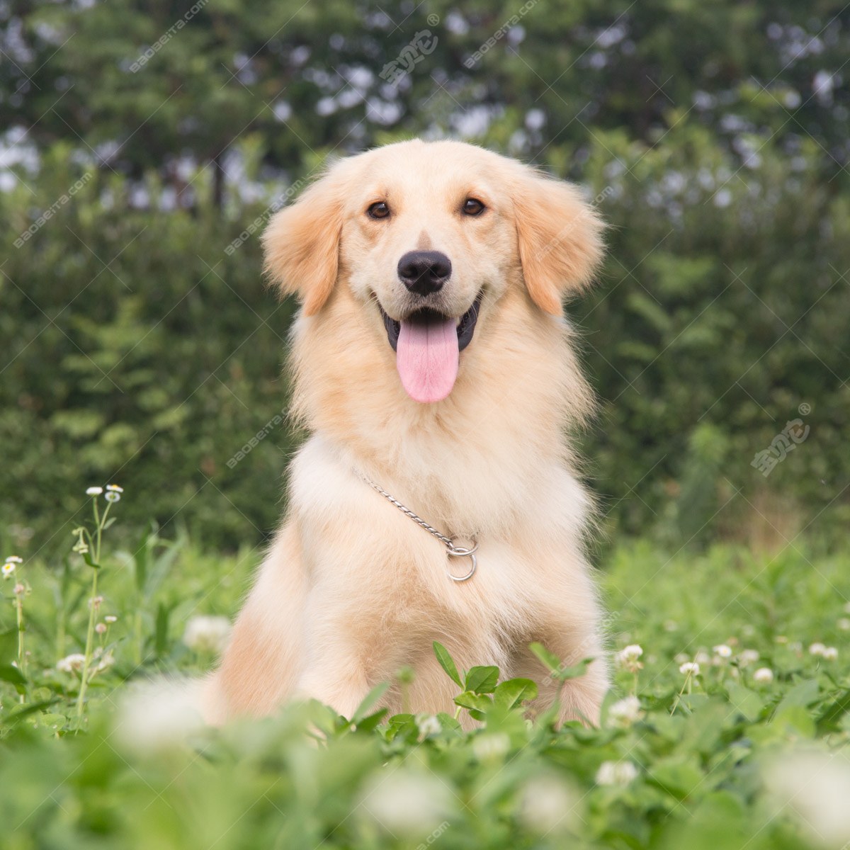 纯种金毛幼犬狗狗出售 宠物金毛犬可支付宝交易 金毛犬 /编号10082704 - 宝贝它