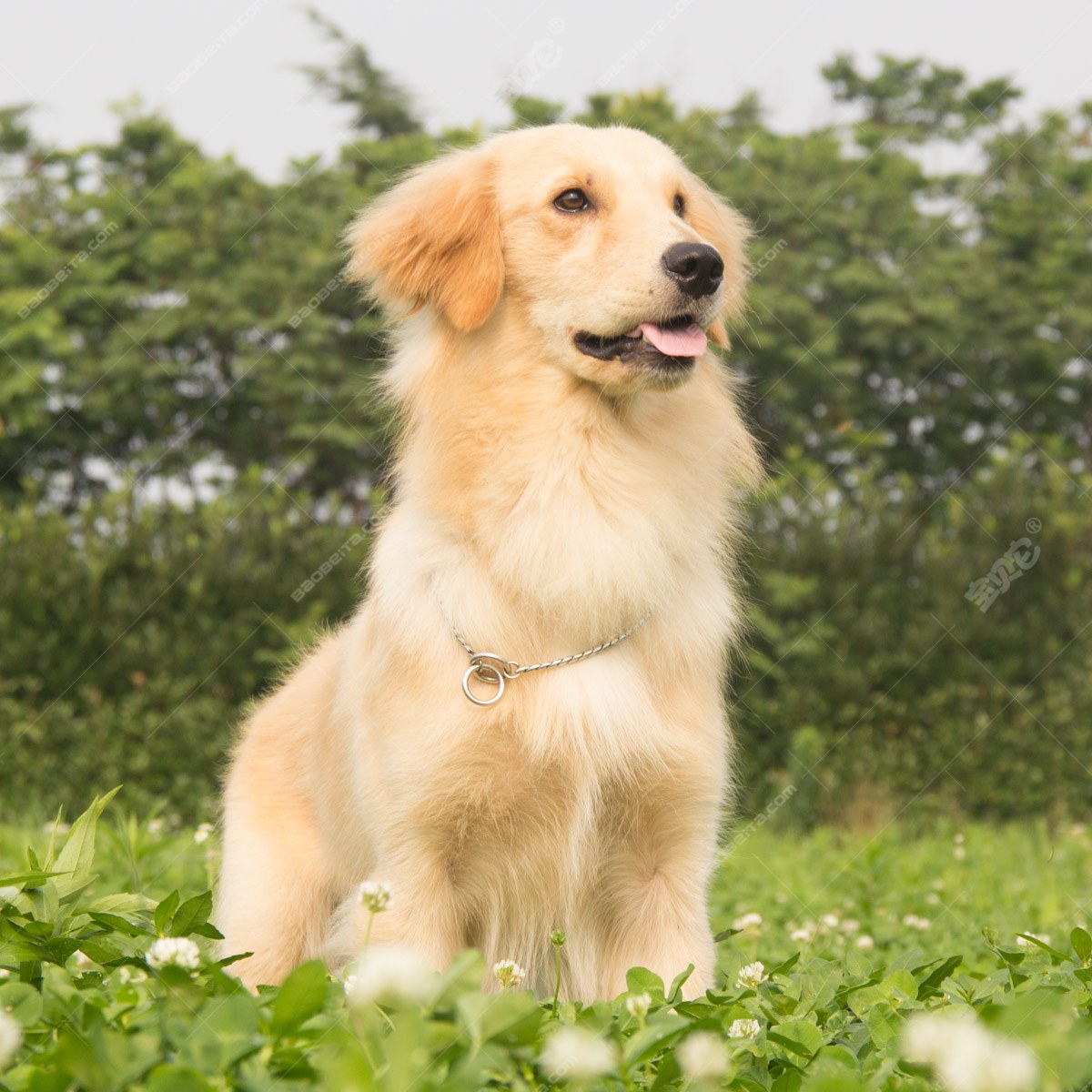 纯种金毛幼犬狗狗出售 宠物金毛犬可支付宝交易【宝贝它】 金毛犬 /编号10116104 - 宝贝它