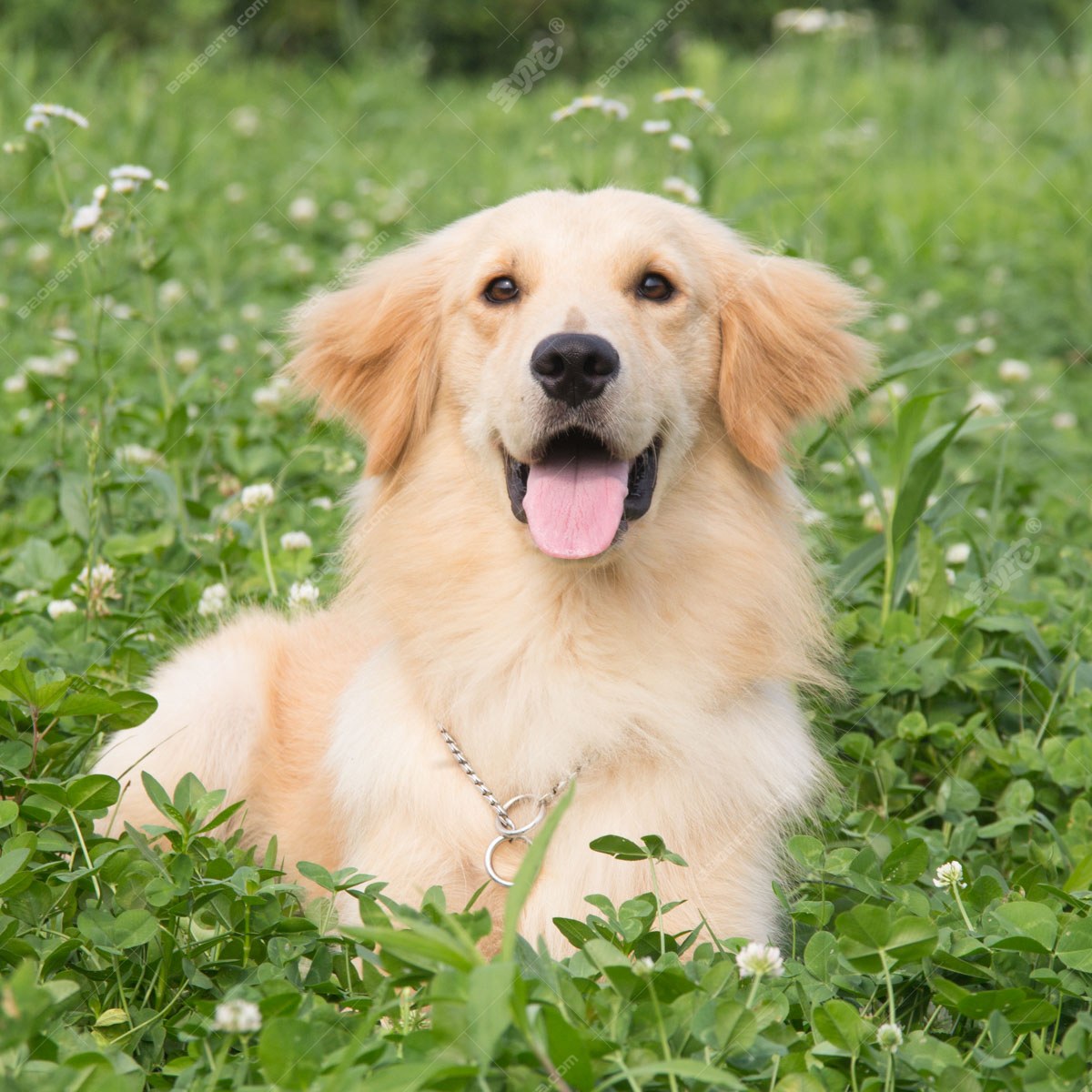 有一只品相特别好的金毛犬是什么体验？ - 知乎