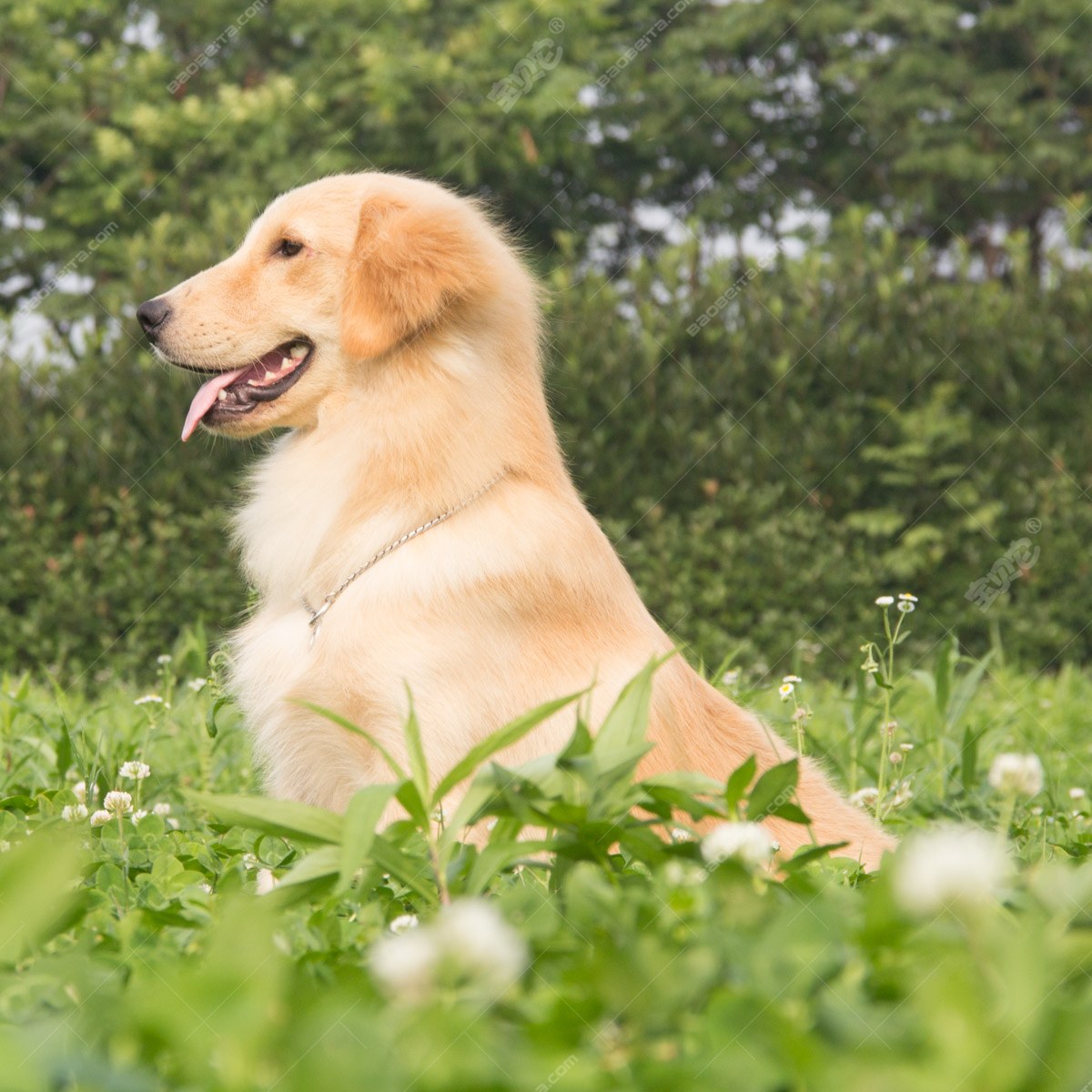 纯种金毛幼犬狗狗出售 宠物金毛犬可支付宝交易 金毛犬 /编号10033900 - 宝贝它