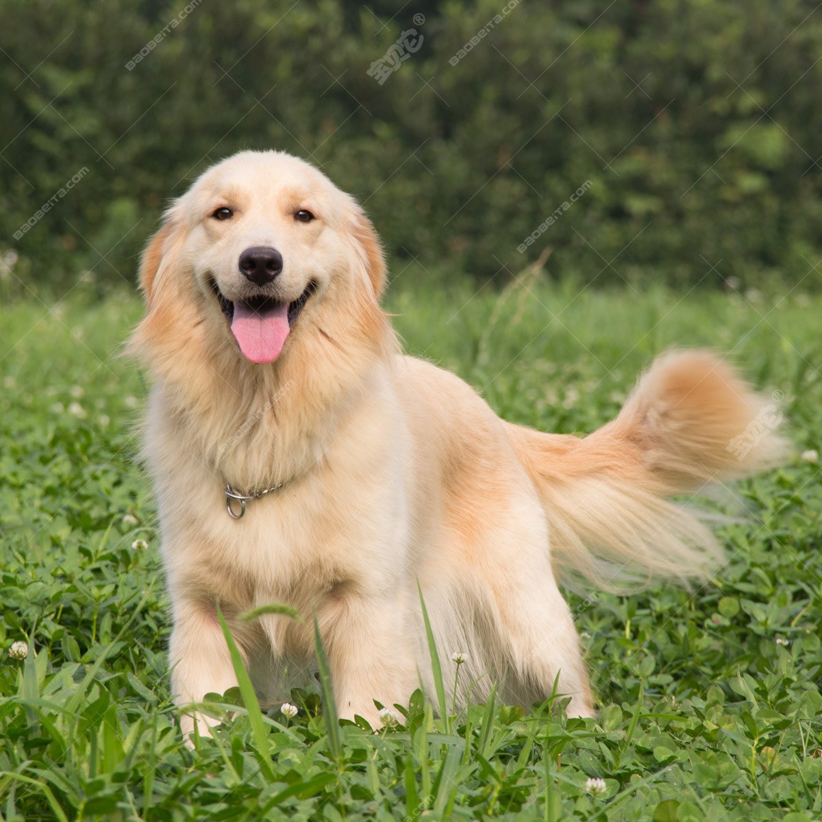 动物狗狗博美犬卖萌图高清壁纸_图片编号70345-壁纸网