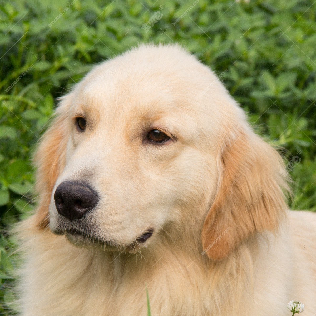 纯种金毛幼犬狗狗出售 宠物金毛犬可支付宝交易 金毛犬 /编号10082703 - 宝贝它