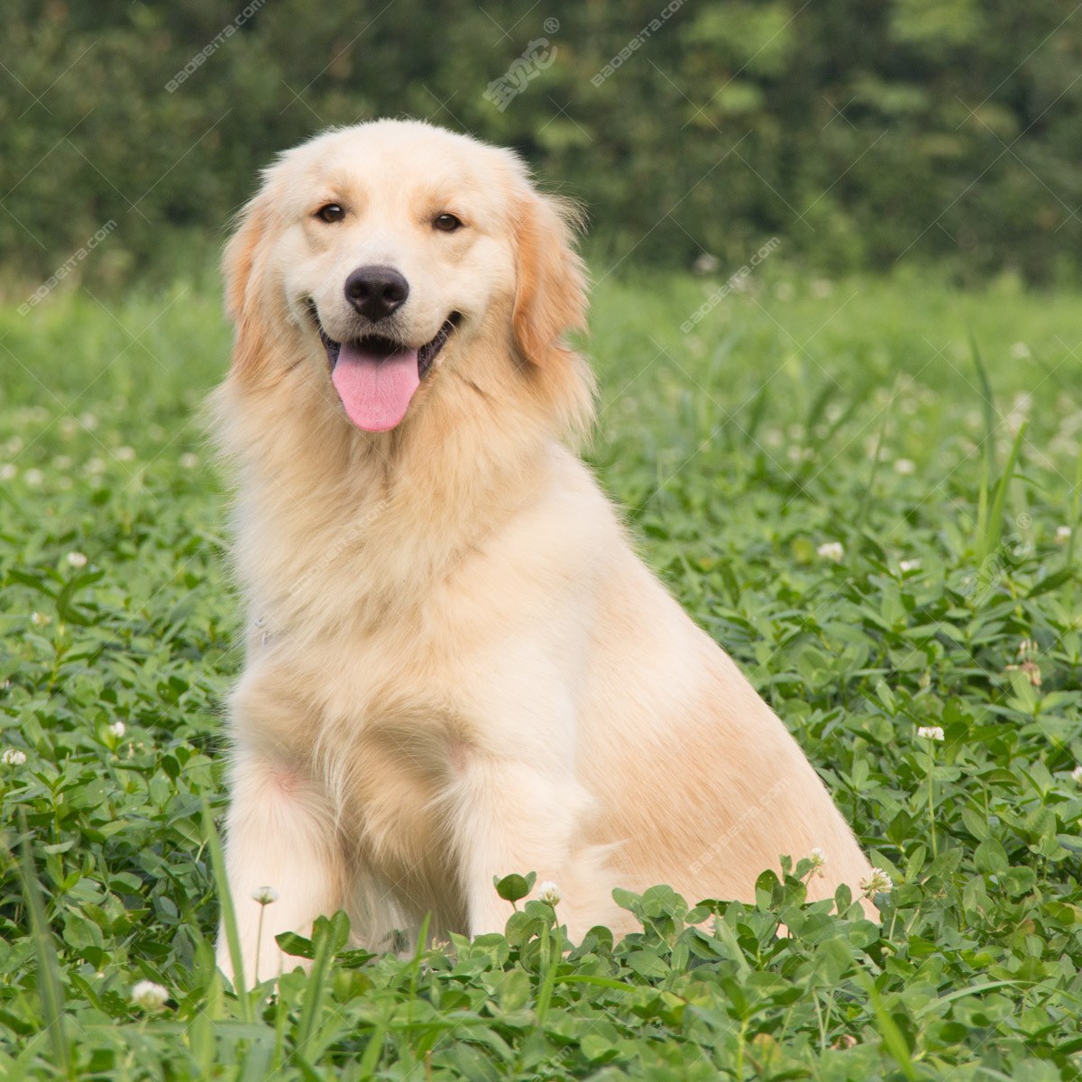 有一只品相特别好的金毛犬是什么体验？ - 知乎